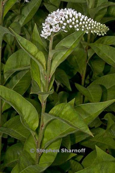 lysimachia clethroides 3 graphic